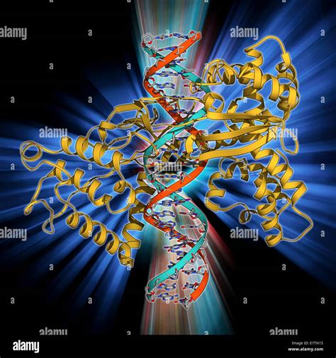 Dna Replication 3d Model