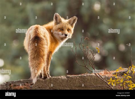 Female Red Fox In The Morning Light Stock Photo Alamy