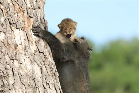 Baboon Spotted Carrying A Lion Cub Just Like From ‘The Lion King’, But ...