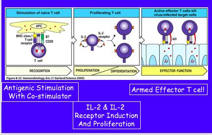 Effector Mechanisms Of Cell Mediated Immunity Flashcards Quizlet