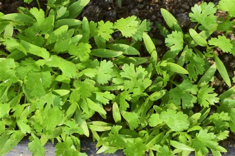 Green And Fresh Cilantro Coriander Growing In Vegetable Garden Stock