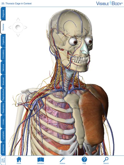 Visible Body 3d Human Anatomy Atlas Anatomy Reading Source