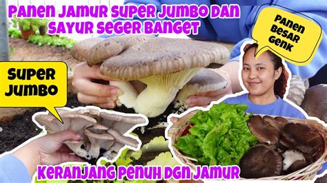 PANEN ASPARAGUS PANEN SAYUR ORGANIK SAMPE PANEN JAMUR JUMBO GRATIS