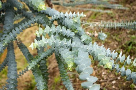 Eucalyptus Baby Blue Green Nature Powdery Eucalyptus Baby Blue Stock