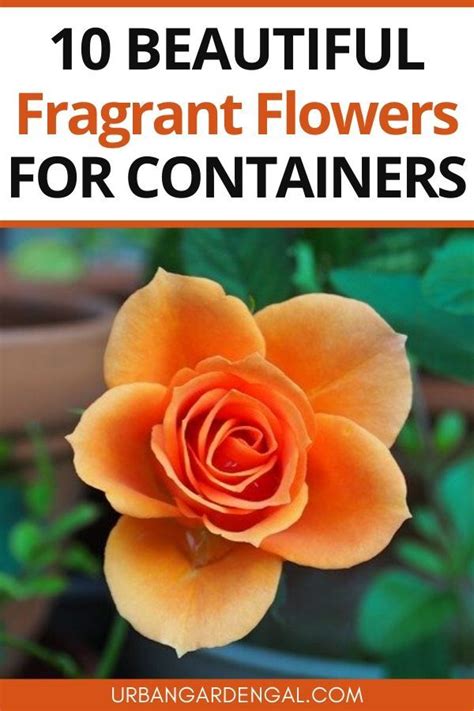 10 fragrant flowers for pots – Artofit