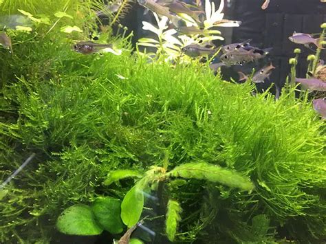 The Benefits Of Having Live Plants In Your Aquarium