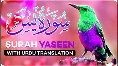 Surah Yasin Yaseen With Urdu Translation Quran Tilawat Most Beautiful