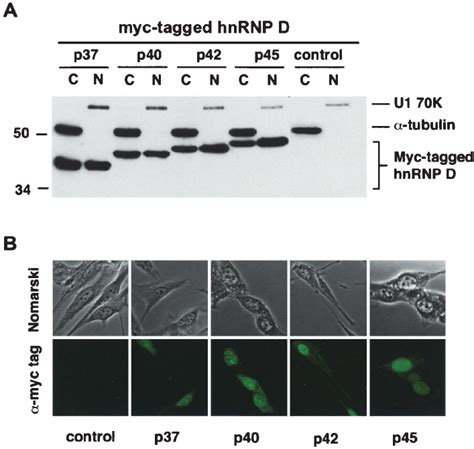 Expression Levels And Subcellular Distributions Of Human Hnrnp D