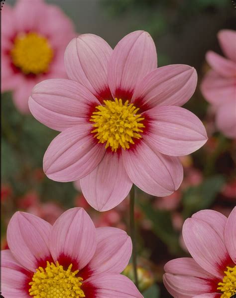 Dahlia Pink - Longwood Gardens