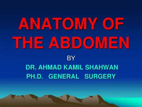 Ppt Anatomy Of The Abdomen Powerpoint Presentation Free Download