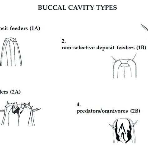 Buccal Cavity Morphologies Reflect The Trophic Role Of The Species In Download Scientific