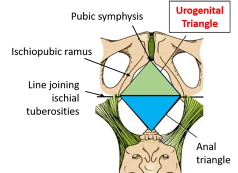 Anatomy Flashcards Quizlet