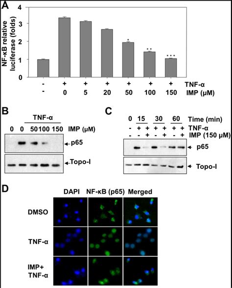 Imperatorin Efficiently Blocks Tnf α Mediated Activation Of Ros Pi3k