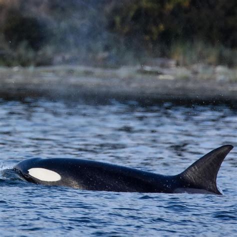 An Orca Swimming In The Water With Its Head Above The Waters Surface