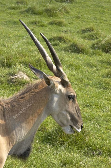 Eland antelope Stock Photo by ©mbtaichi 3801508