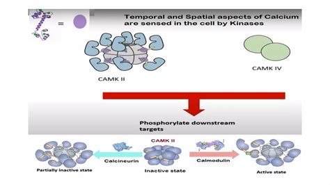 Signal Transduction Calcium Signaling Ppt