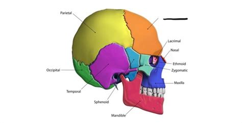 Skull Anatomy Flashcards Quizlet