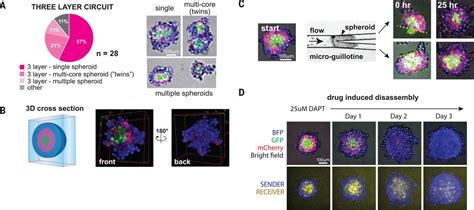 Programming Self Organizing Multicellular Structures With Synthetic Cell Cell Signaling Science