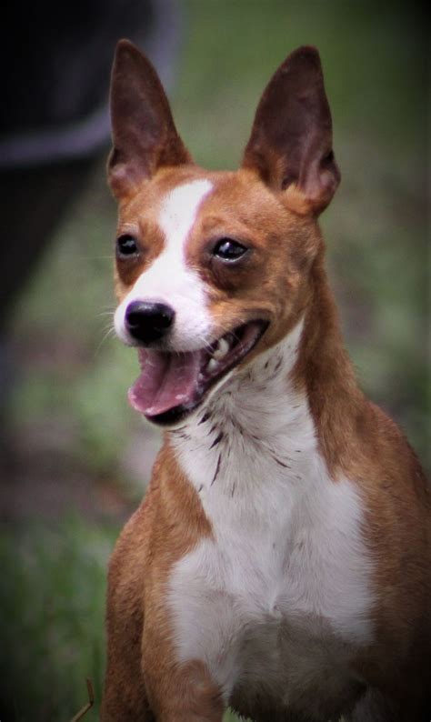 Seegmiller Standard Rat Terriers Female Rat Terriers