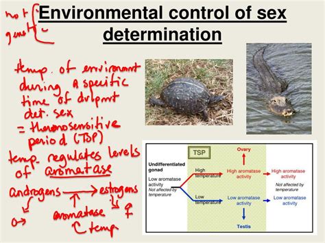 Ppt Bio 304 Lecture 15 Powerpoint Presentation Free Download Id