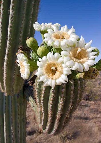 The End Of The Season Desert Flowers Cactus Plants Cactus