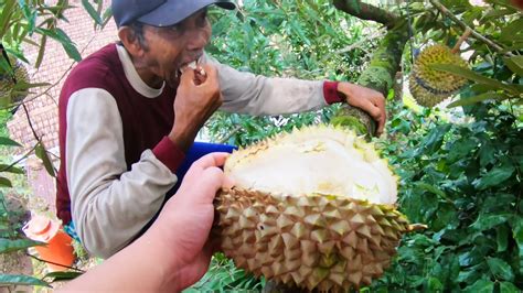 Makan Durian Di Atas Pohon Langsung Youtube