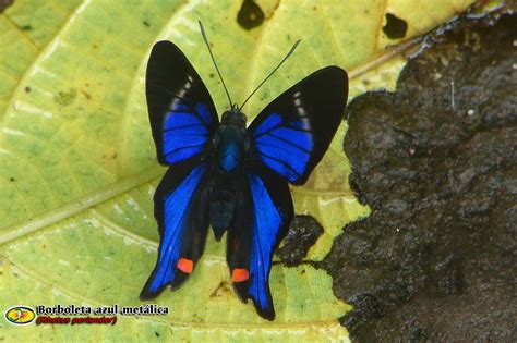 Zoologia Borboleta Azul Metálica Rhetus Periander