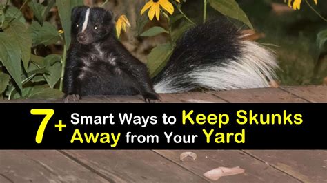 Smart Ways To Keep Skunks Away From Your Yard