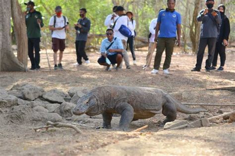 Foto Mengenal Proyek Jurassic Park Di TN Komodo Yang Jadi Polemik