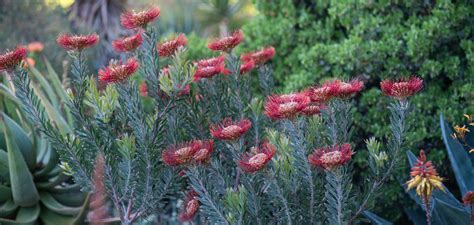 Plan Your Visit The Ruth Bancroft Garden And Nursery