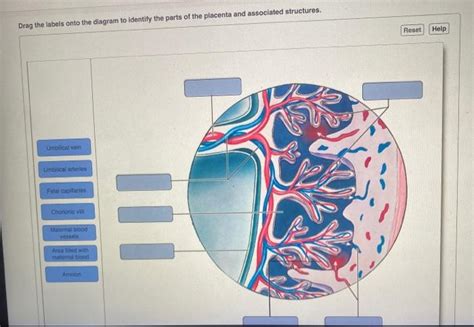 Solved Drag The Labels Onto The Diagram To Identify The Chegg