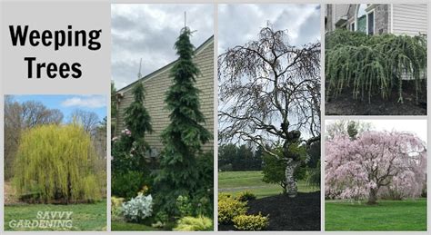 Weeping Trees: 14 Beautiful Choices for the Yard and Garden