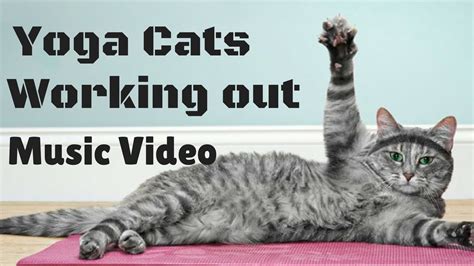 Yoga Cats Working Out In The Gym Youtube