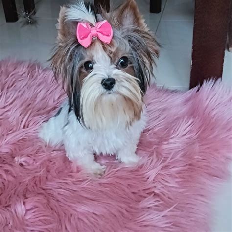 Mini Suczka Kg Biewer Yorkshire Terrier York Wola Szczuci Ska Olx Pl