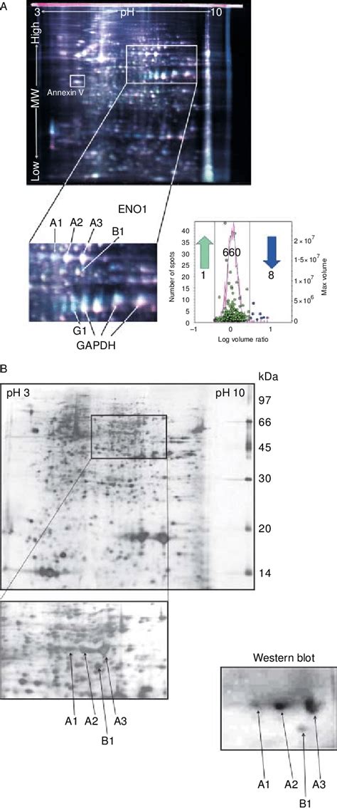 A Two Dimensional Fluorescence Difference Gel Electrophoresis Dige Download Scientific