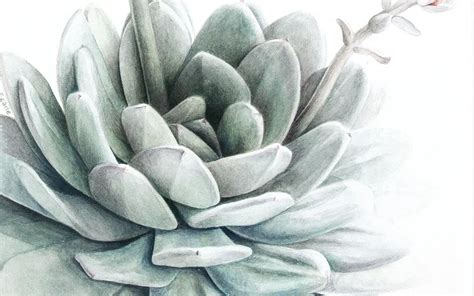 Elaine Searle Botanical Painter Tuttart