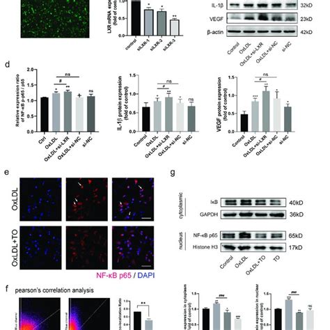 Effect Of Lxr Agonist On Oxldl Pretreatment To Rpe Cell A Rf6a Cell