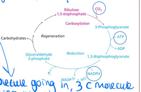 Metabolism - C3 carbon fixation: the calvin cycle Flashcards | Quizlet