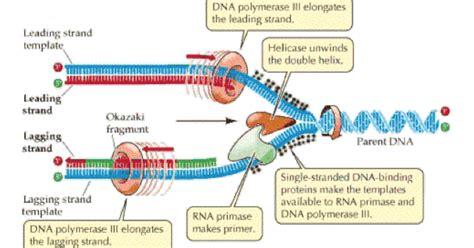 Science And Technology Biomolecules Dna Replication And Protein Synthesis