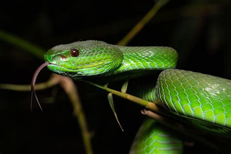 Lesser Sunda Pit Viper Trimeresurus Insularis Bali Indo Ron