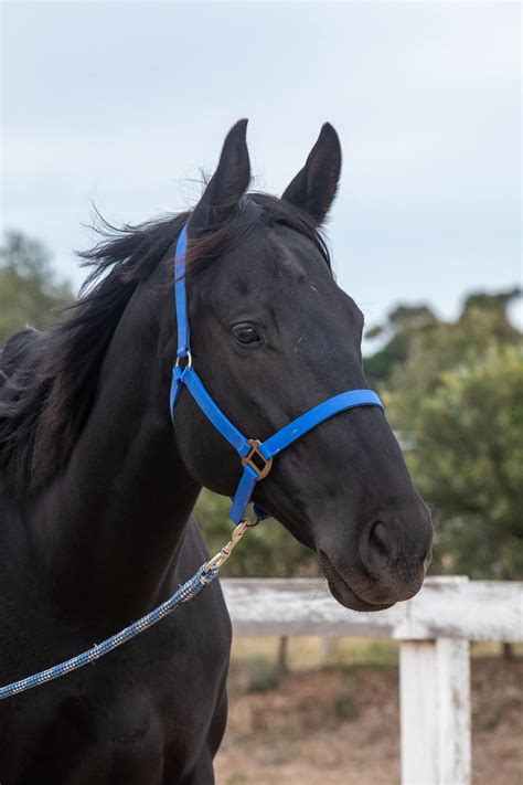 Here’s a little update on Donny... - Emmandy Equestrian