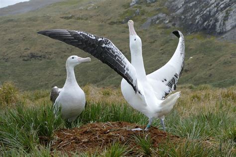 Remember The Razorbill: Wandering Albatross Breeding Season