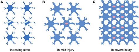 Frontiers Activation And Role Of Astrocytes In Ischemic Stroke