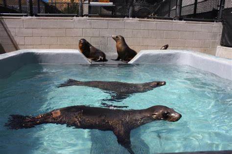 Surge In Stranded Sickly Sea Lion Pups On California Beaches Upi