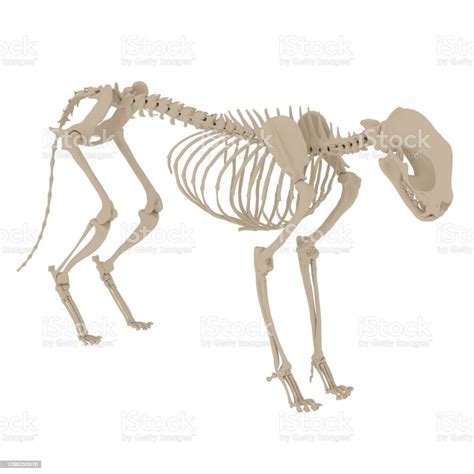 Cat Anatomy Skeleton Stock Image Stock Photo - Download Image Now - 4K ...