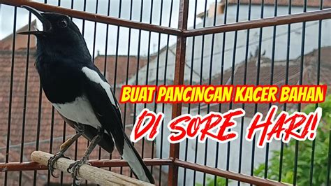 Terapi Kacer Ngeplong Buat Pancingan Kacer Bahan Di Sore Hari Ampuh