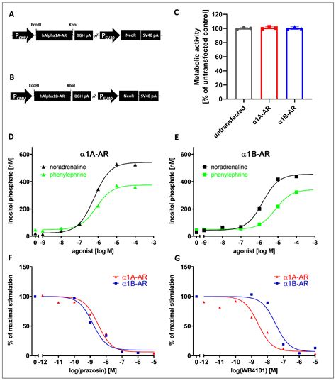 IJMS Free Full Text Antidepressants Differentially Regulate