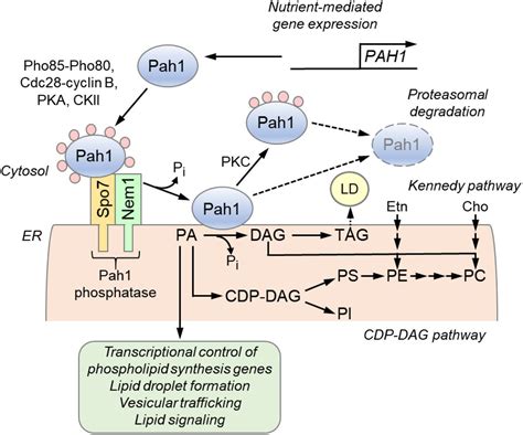 Fat Regulating Phosphatidic Acid Phosphatase A Review Of Its Roles And