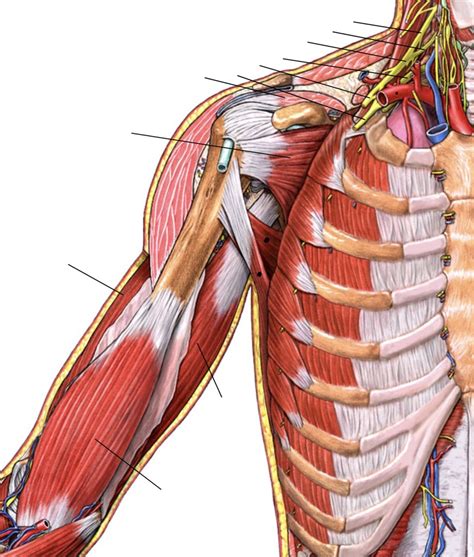 Anterior Shoulder 5 Diagram | Quizlet