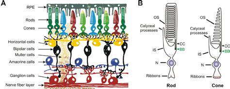 Schematic Representation Of The Retina And Light Sensitive Download Scientific Diagram